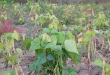 北方芸豆的种植与管理（北方芸豆的种植时间、土壤要求、施肥方法、病虫害防治等技巧）