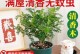 打虫保健（培养健康的盆栽，从打虫开始！）