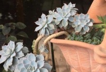 蓝石莲多肉的养殖方法（多肉植物新手也能轻松入门）