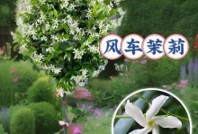 芳香爬藤花卉的特性与养护方法（让香气环绕的小清新花卉）
