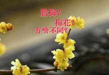 梅花与腊梅花（探究梅花和腊梅花的区别）