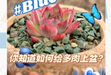 多肉叶子下垂怎么办？（多肉植物叶子下垂原因分析及治疗方法）