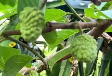 释迦果成熟时间的探究（历史、文化、生物学的多角度视角）