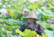 莲子种植方法详解（掌握种植时间和技巧，收获丰硕的莲子果实）