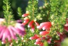 欧石楠掉叶子原因及治理方法（打造健康美丽的欧石楠）