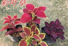 彩叶草——多年生植物的生态之美（探秘彩叶草的优美生长历程）