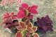 彩叶草——多年生植物的生态之美（探秘彩叶草的优美生长历程）
