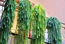 进户门口植物布置指南（打造温馨美丽家门口，让植物成为装饰主角）