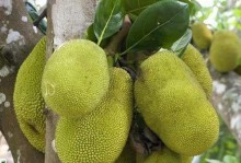 探秘菠萝蜜生长环境（了解菠萝蜜种植条件及栽培技术）