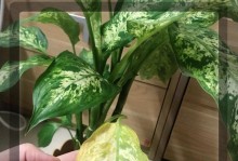 斑马万年青叶尖发黄怎么办（急救措施及日常养护方法）