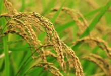 小麦的两性花之谜（探寻小麦的生殖之谜，解析其繁衍机制）