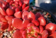 烟灰水对多肉植物的影响（烟灰水的制作方法与注意事项）