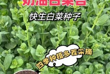 白菜种子选择哪个品种好？（推荐几款优质白菜种子及购买技巧）