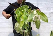 解决水盆栽黄叶问题的有效方法（教你如何恢复水盆栽的健康生长）