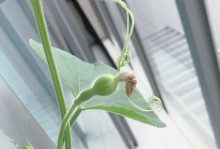 探秘葫芦生长之旅（从葫芦种子到成熟果实，葫芦的生长过程一览无余！）