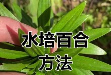 百合竹水扦插技巧与注意事项（快速繁殖百合竹的有效方法）