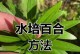百合竹水扦插技巧与注意事项（快速繁殖百合竹的有效方法）
