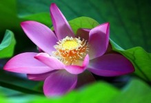 莲花不开花的原因及解决办法（探究莲花不开花的因素与如何促进开花）