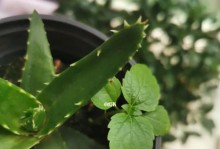 探秘和芦荟长得很像的草（介绍天然植物绿萝及其功效）
