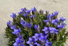 龙胆花的冬季养护方法（保护你的龙胆花度过寒冷冬天）