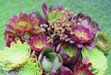 打造神奇植物世界——法师多肉的养殖方法和养护要点（多肉初学者必读！打造美丽多肉花园的秘诀）