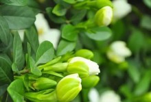 栀子花的开花现象（揭秘栀子花为什么开得越来越小，惹人好奇的奇特现象）