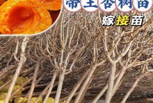 在家种植美味健康的杏树（家庭种植杏树，享受美好生活）