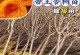 在家种植美味健康的杏树（家庭种植杏树，享受美好生活）