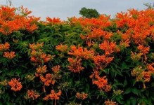插枝炮仗花，让花园更加绚丽多彩（炮仗花插枝的方法和注意事项）