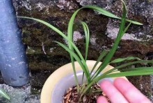 秋季兰花施肥的注意事项（为您详解兰花施肥的最佳方法）