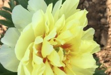 牡丹芍药种植全攻略（掌握种植时间、地点、技巧，打造绚丽花海）