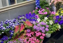 宿舍里最适合养的花（美化宿舍环境，增加生活情趣）