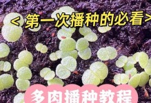 多肉雪莲繁殖的秘诀（掌握这些关键诀窍，让你的多肉雪莲生生不息）