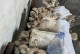 为什么家里不能养蘑菇？（探究蘑菇养殖的风险和问题）