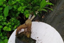 冬天人参榕盆景养护指南（冬季保持人参榕盆景健康的关键措施）