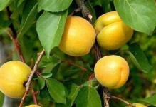 杏子成熟的季节和收获时间（探秘杏子的成长周期和独特魅力）