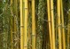 北方庭院竹子冬天养护指南（竹子养护注意事项及保护措施）