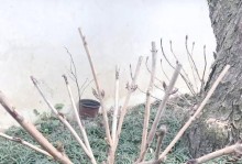 楼房养绣球花的越冬技巧（在城市生活中如何保证绣球花安全过冬）