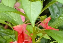 揭秘凤仙花真相（一年生植物的主人公）