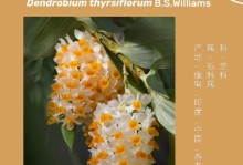球花石斛的养护全攻略（如何让你的球花石斛健康成长？）