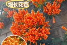 炮仗花的生长过程（探索炮仗花的成长之路）