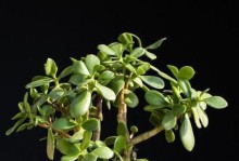 玉树不是木本植物？——探究玉树的植物类型