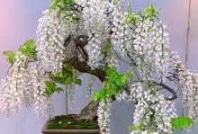 紫藤盆栽的种植方法（打造美丽花园，学会种植紫藤盆栽）