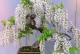 紫藤盆栽的种植方法（打造美丽花园，学会种植紫藤盆栽）