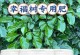 幸福树施肥技巧（助力幸福树健康成长的肥料和施肥方法）