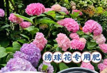 绣球花底肥施用方法及推荐肥料（选择合适的底肥，让绣球花茁壮成长）