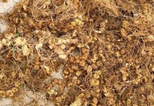 黄精的生长环境与产地分布（探究黄精的生态习性和地理分布情况）