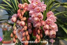 大花惠兰的开花习性（探究大花惠兰一年开花次数的规律）