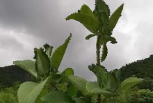 落地生根怎么养殖出状态好看（打造美观健康的落地生根）