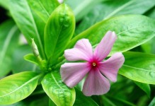 长春花开花时间及开花期多长（探究长春花开花规律与特点）